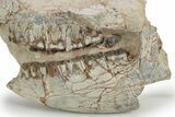 Bargain, Fossil Running Rhino (Hyracodon) Skull - South Dakota #249255-2